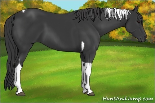 Horse Color:Black Sabino Tobiano 