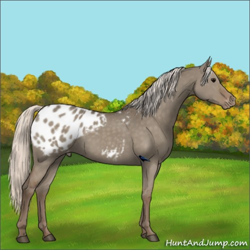 Horse Color:Silver Grullo Appaloosa 