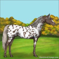 Horse Color:Silver Black Appaloosa Rabicano 