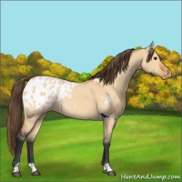 Horse Color:Bay Dun Appaloosa 