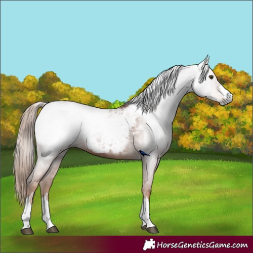 Horse Color:Gray Chestnut Appaloosa 