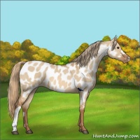 Horse Color:Red Dun Appaloosa 
