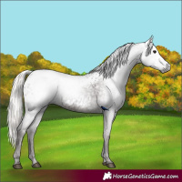 Horse Color:Gray Silver Black Appaloosa 