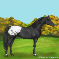 Horse Color:Black Appaloosa 