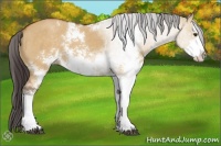 Horse Color:Buckskin Dun Sabino 