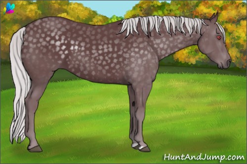 Horse Color:Chocolate Silver Black Chinchilla