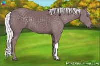 Horse Color:Chocolate Silver Smoky Black Chinchilla 