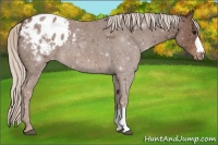 Horse Color:Chocolate Silver Smoky Blue Roan Appaloosa 