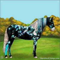 Horse Color:Gold Champagne Sabino Appaloosa Rabicano 