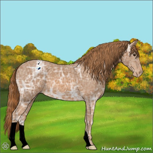 Horse Color:Chestnut Ice Appaloosa 