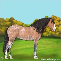 Horse Color:Bay Ice Sabino Rabicano 