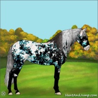 Horse Color:Bay Ice Sabino Appaloosa 