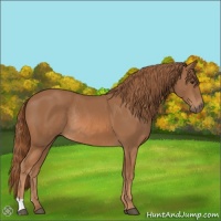 Horse Color:Chestnut Rabicano 