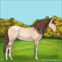 Horse Color:Amber Champagne Dun Varnish Rabicano 