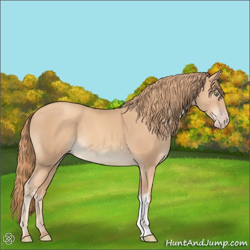 Horse Color:Gold Champagne