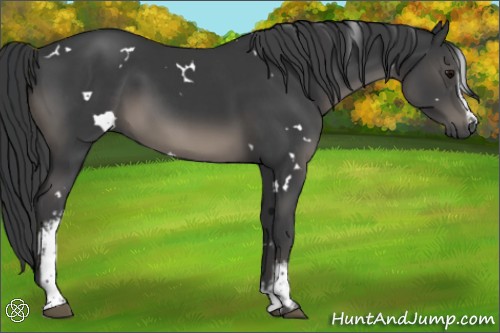 Horse Color:White Spotted Black Rabicano 