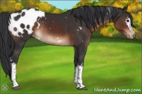 Horse Color:White Spotted Brown Appaloosa Rabicano 