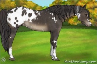 Horse Color:White Spotted Smoky Black Appaloosa 