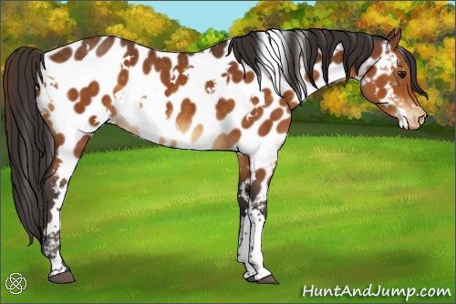 Horse Color:White Spotted Buckskin Appaloosa Rabicano 