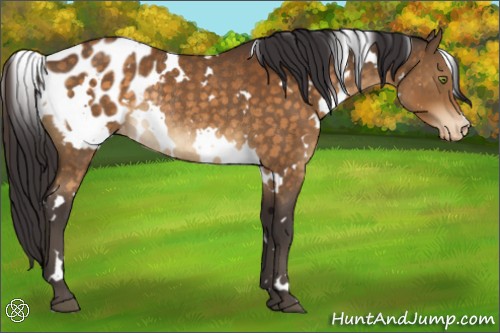Horse Color:White Spotted Buckskin Appaloosa Rabicano 