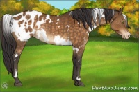 Horse Color:White Spotted Buckskin Appaloosa Rabicano 