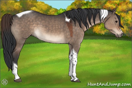 Horse Color:Brown Dun Tobiano