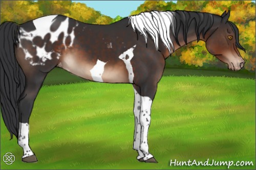Horse Color:Brown Tobiano Appaloosa 