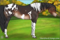 Horse Color:Brown Tobiano Blanket 