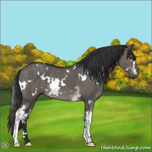 Horse Color:White Spotted Grullo Rabicano 