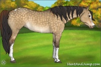 Horse Color:White Spotted Buckskin Dun Tobiano 