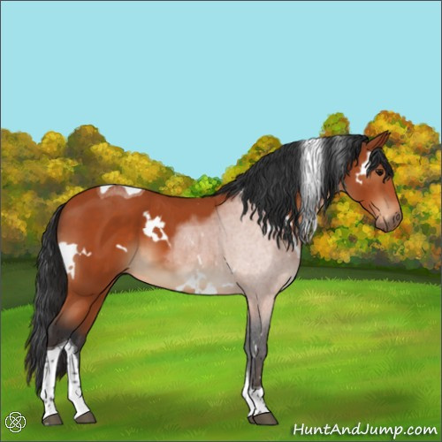 Horse Color:White Spotted Bay Tobiano 