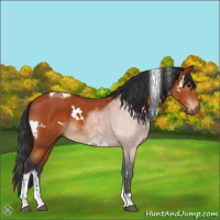 Horse Color:White Spotted Bay Tobiano 