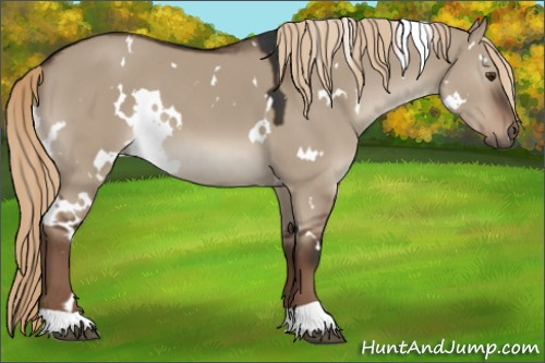 Horse Color:White Spotted Liver Red Dun
