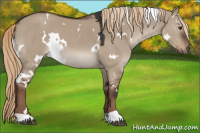 Horse Color:White Spotted Liver Red Dun 
