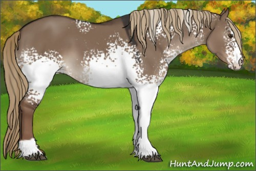 Horse Color:White Spotted Liver Red Dun Sabino 