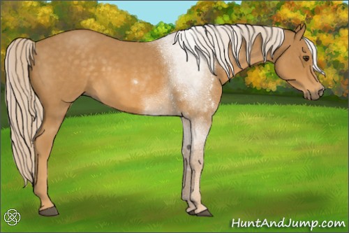 Horse Color:Palomino Roan 