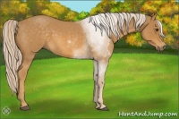 Horse Color:Palomino Roan 