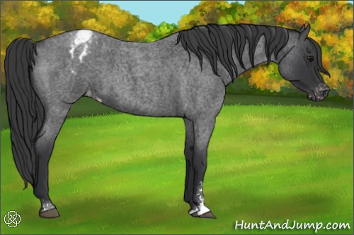 Horse Color:Blue Roan Sabino Appaloosa 