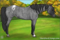 Horse Color:Blue Roan Sabino Appaloosa 