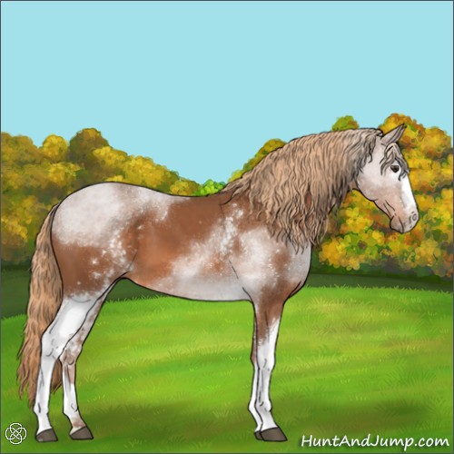Horse Color:White Spotted Chestnut 