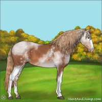 Horse Color:White Spotted Chestnut 