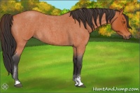 Horse Color:Bay Roan Sabino 