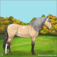 Horse Color:Buckskin Roan Dun 