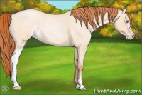 Horse Color:Buckskin Roan Pearl Dun Sabino 