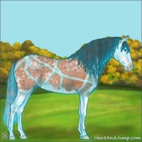 Horse Color:Thunderstruck Bay Ice Splash 