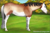Horse Color:Bay Onyx Splash 
