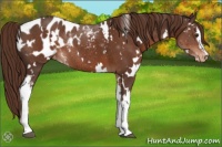 Horse Color:White Spotted Liver Chestnut Appaloosa Rabicano 