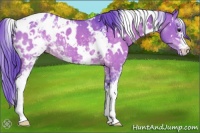 Horse Color:Watercolor White Spotted Brown Dun Appaloosa 