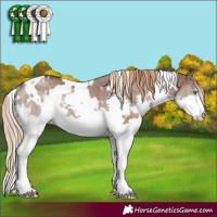 Horse Color:White Spotted Liver Red Dun Splash Rabicano Brindle