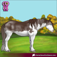 Horse Color:Liver Chestnut Splash 